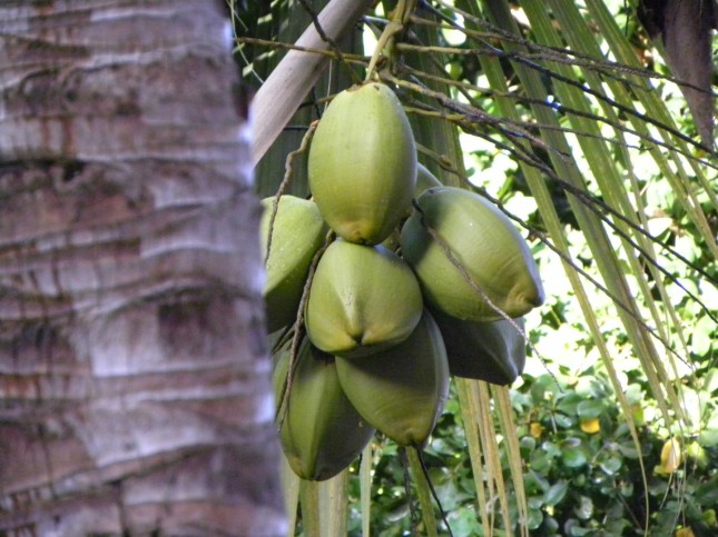 Los cocos de Punta Cana.